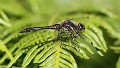 J01_3933 Sympetrum danae male